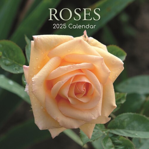 Roses - 2025 Square Wall Calendar 16 month by Gifted Stationery