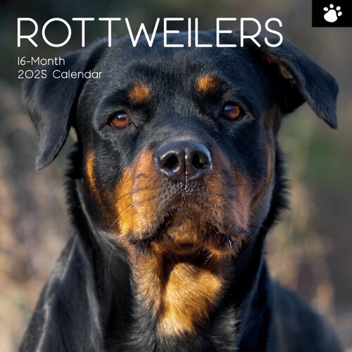 Rottweilers - 2025 Square Wall Calendar 16 month by Gifted Stationery