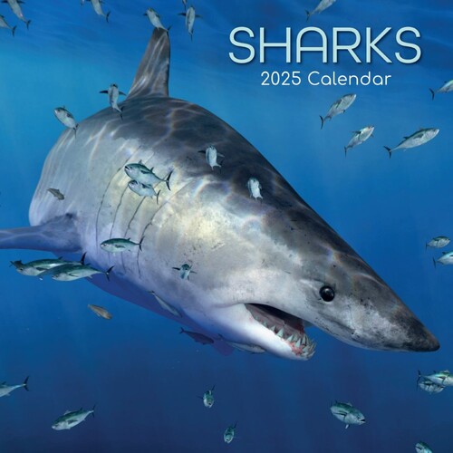 Sharks - 2025 Square Wall Calendar 16 month by Gifted Stationery