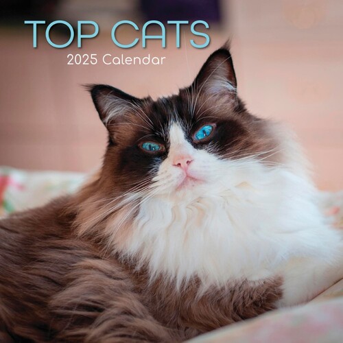 Top Cats - 2025 Square Wall Calendar 16 month by Gifted Stationery