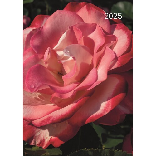 Roses - 2025 Diary Planner A5 Padded Cover by The Gifted Stationery