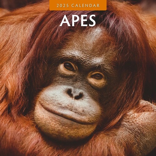 Apes - 2025 Square Wall Calendar 16 month by Red Robin