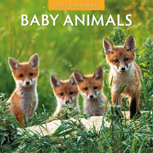 Baby Animals - 2025 Square Wall Calendar 16 month by Red Robin