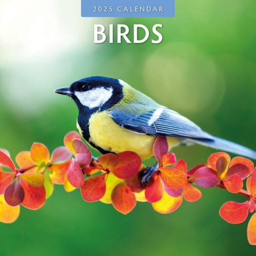 Birds - 2025 Square Wall Calendar 16 month by Red Robin