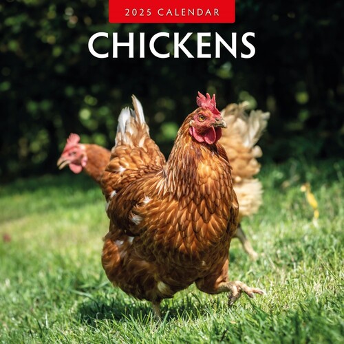 Chickens - 2025 Square Wall Calendar 16 month by Red Robin