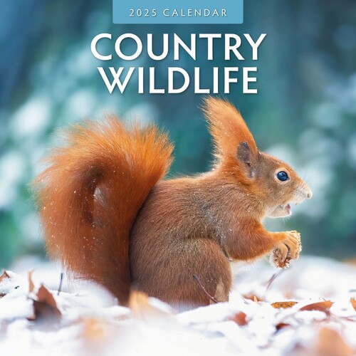 Country Wildlife - 2025 Square Wall Calendar 16 month by Red Robin