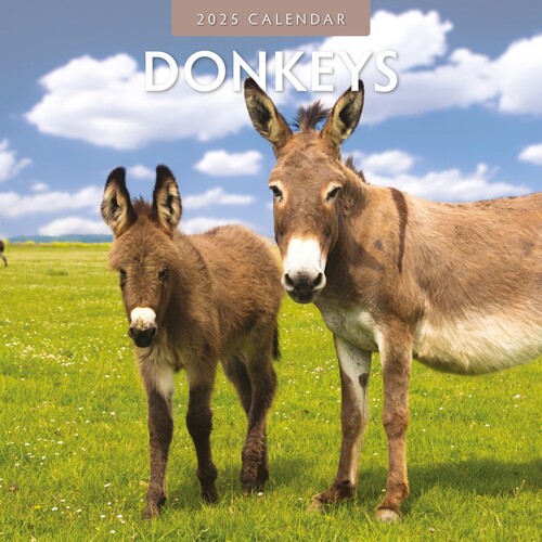 Donkeys - 2025 Square Wall Calendar 16 month by Red Robin