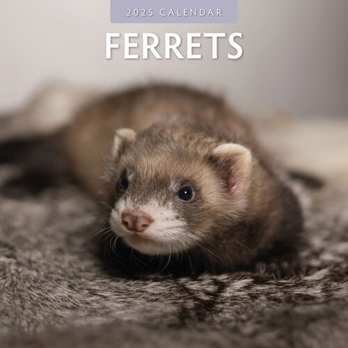 Ferrets - 2025 Square Wall Calendar 16 month by Red Robin