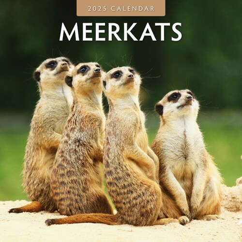 Meerkats - 2025 Square Wall Calendar 16 month by Red Robin