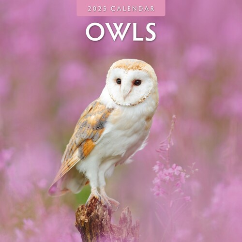 Owls  - 2025 Square Wall Calendar 16 month by Red Robin