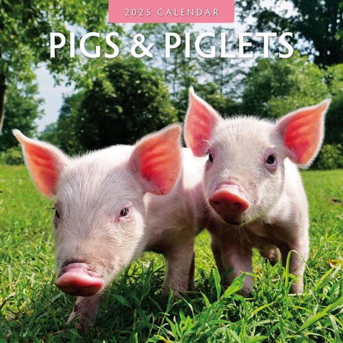 Pigs & Piglets - 2025 Square Wall Calendar 16 month by Red Robin