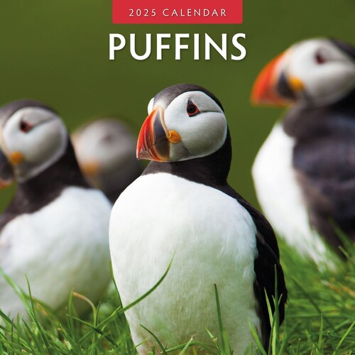 Puffins - 2025 Square Wall Calendar 16 month by Red Robin