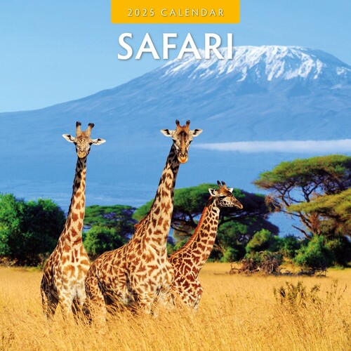 Safari - 2025 Square Wall Calendar 16 month by Red Robin