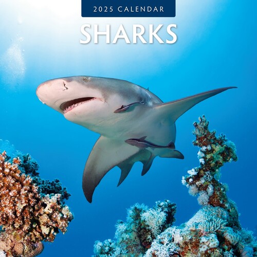 Sharks - 2025 Square Wall Calendar 16 month by Red Robin