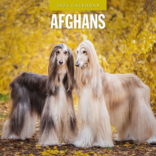 Afghans - 2025 Square Wall Calendar 16 month by Red Robin