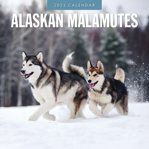 Alaskan Malamutes - 2025 Square Wall Calendar 16 month by Red Robin