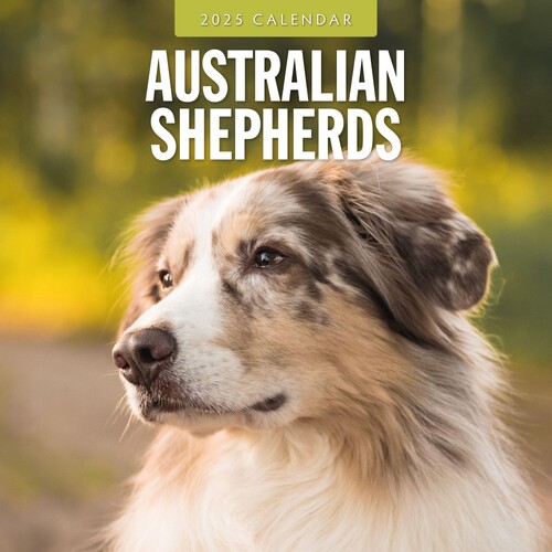 Australian Shepherds - 2025 Square Wall Calendar 16 month by Red Robin