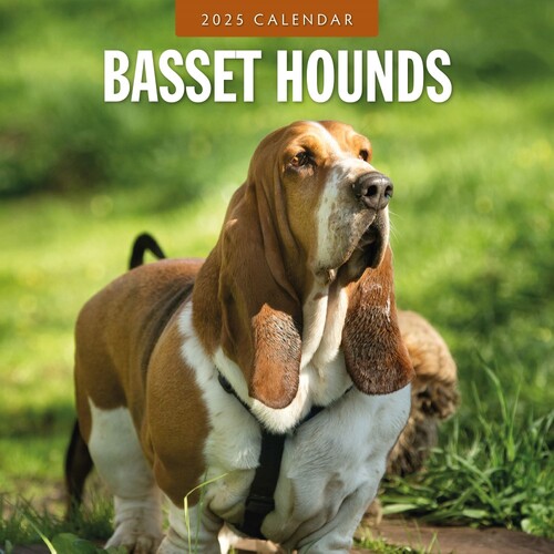 Basset Hounds - 2025 Square Wall Calendar 16 month by Red Robin