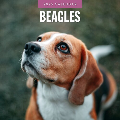 Beagles - 2025 Square Wall Calendar 16 month by Red Robin