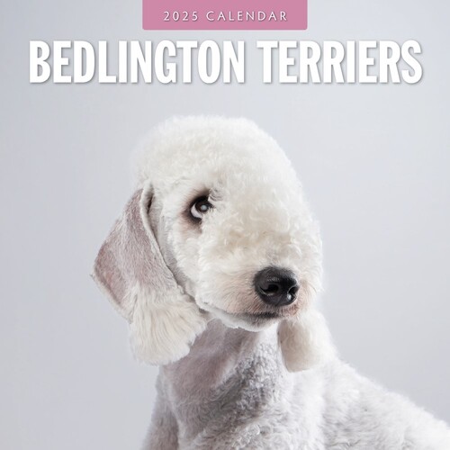 Bedlington Terriers - 2025 Square Wall Calendar 16 month by Red Robin