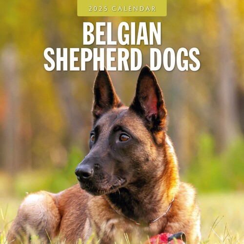 Belgian Shepherd Dogs - 2025 Square Wall Calendar 16 month by Red Robin