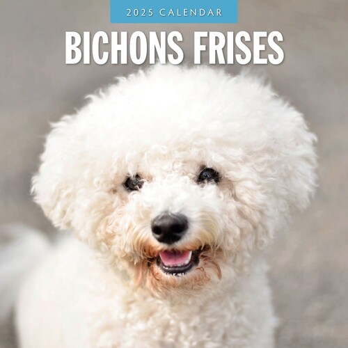 Bichons Frises - 2025 Square Wall Calendar 16 month by Red Robin