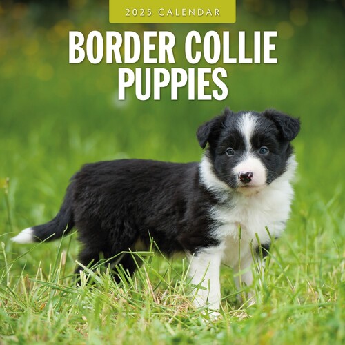 Border Collie Puppies - 2025 Square Wall Calendar 16 month by Red Robin