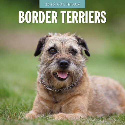 Border Terriers - 2025 Square Wall Calendar 16 month by Red Robin