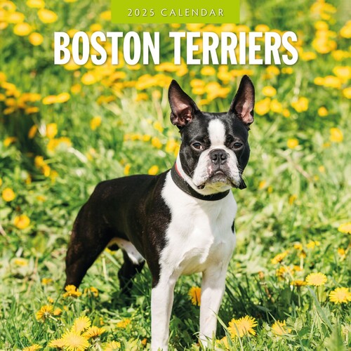 Boston Terriers - 2025 Square Wall Calendar 16 month by Red Robin