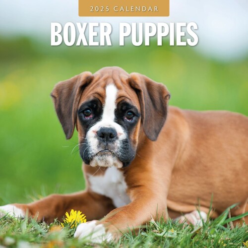 Boxer Puppies - 2025 Square Wall Calendar 16 month by Red Robin