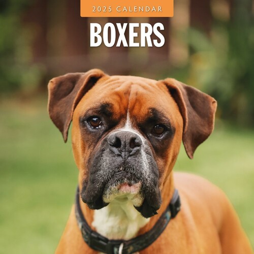 Boxers - 2025 Square Wall Calendar 16 month by Red Robin