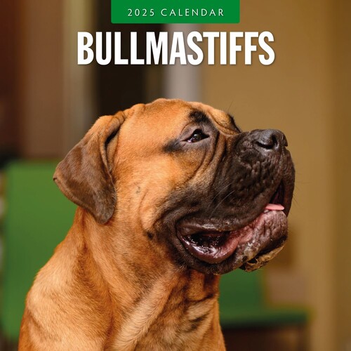 Bullmastiffs - 2025 Square Wall Calendar 16 month by Red Robin