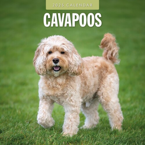 Cavapoos - 2025 Square Wall Calendar 16 month by Red Robin