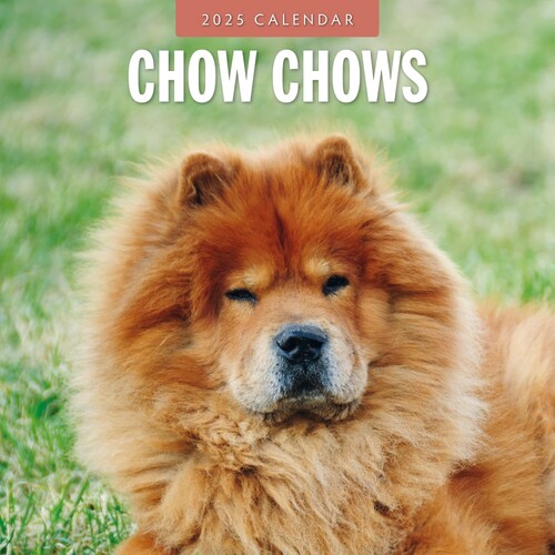 Chow Chows - 2025 Square Wall Calendar 16 month by Red Robin