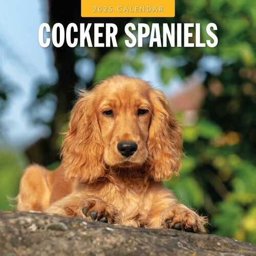 Cocker Spaniels - 2025 Square Wall Calendar 16 month by Red Robin