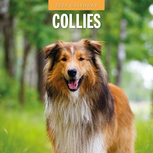 Collies - 2025 Square Wall Calendar 16 month by Red Robin