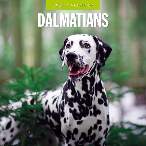 Dalmatians - 2025 Square Wall Calendar 16 month by Red Robin