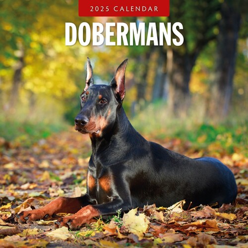 Dobermans - 2025 Square Wall Calendar 16 month by Red Robin