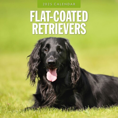 Flat Coated Retrievers - 2025 Square Wall Calendar 16 month by Red Robin