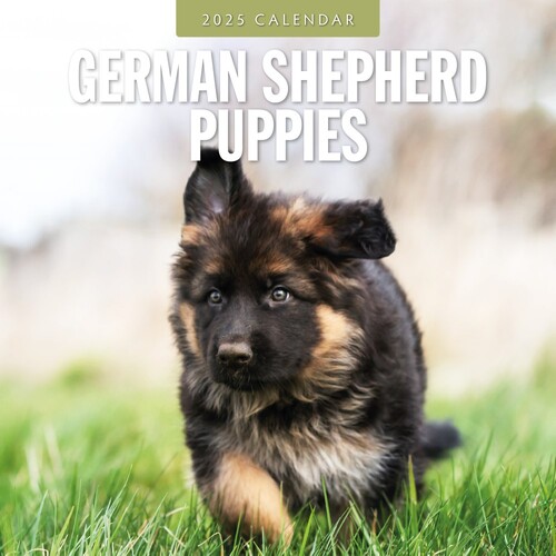 German Shepherd Puppies - 2025 Square Wall Calendar 16 month by Red Robin