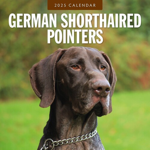 German Shorthaired Pointers - 2025 Square Wall Calendar 16 month by Red Robin