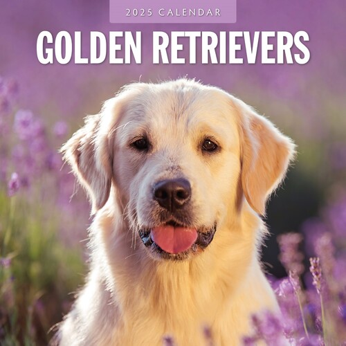 Golden Retrievers - 2025 Square Wall Calendar 16 month by Red Robin