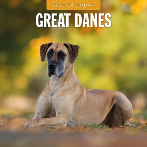 Great Danes - 2025 Square Wall Calendar 16 month by Red Robin