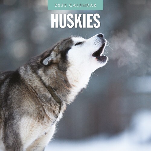 Huskies - 2025 Square Wall Calendar 16 month by Red Robin