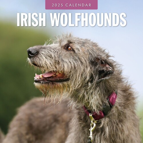 Irish Wolf Hounds - 2025 Square Wall Calendar 16 month by Red Robin