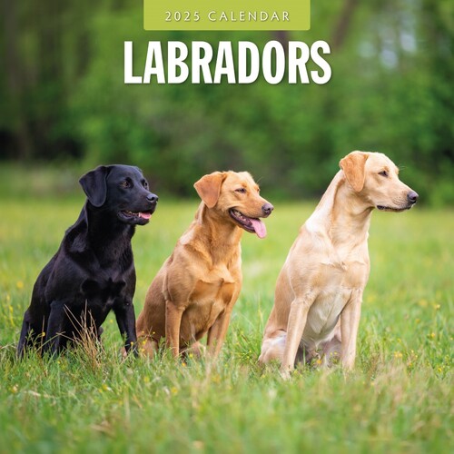 Labradors - 2025 Square Wall Calendar 16 month by Red Robin