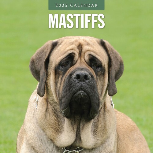 Mastiffs - 2025 Square Wall Calendar 16 month by Red Robin