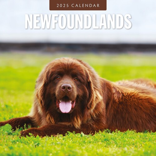 Newfoundlands - 2025 Square Wall Calendar 16 month by Red Robin