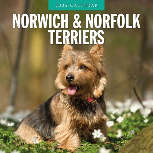 Norwich-/Norfolk Terriers - 2025 Square Wall Calendar 16 month by Red Robin