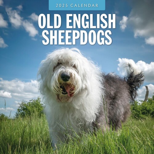 Old English Sheepdogs - 2025 Square Wall Calendar 16 month by Red Robin